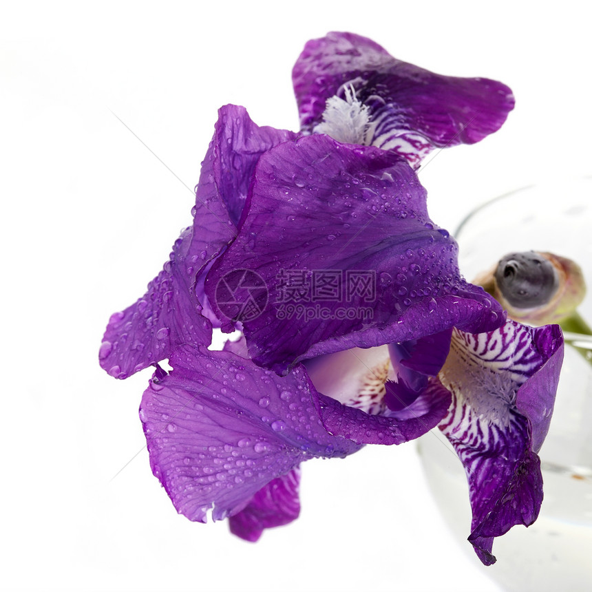 杯子里有紫罗兰的爱丽丝绿色生长玻璃植物植物学紫色花瓣脆弱性发芽叶子图片