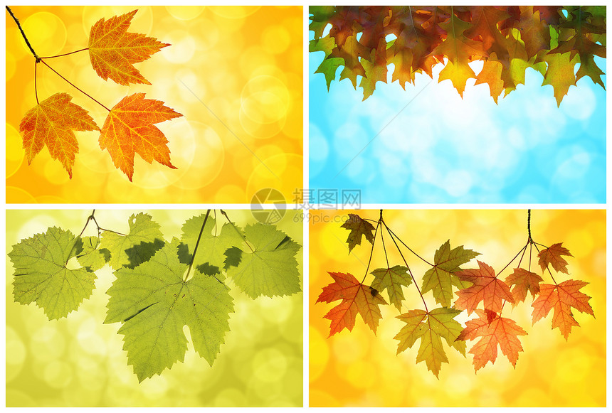 秋季秋叶拼贴画图片