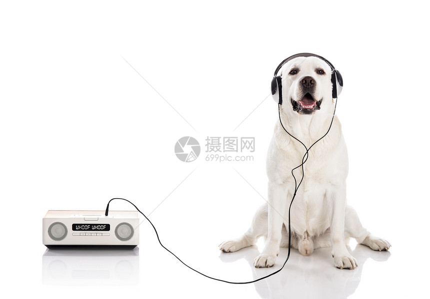 拉布拉多音乐收音机犬类宠物小狗动物耳机猎犬喜悦工作室衣领图片