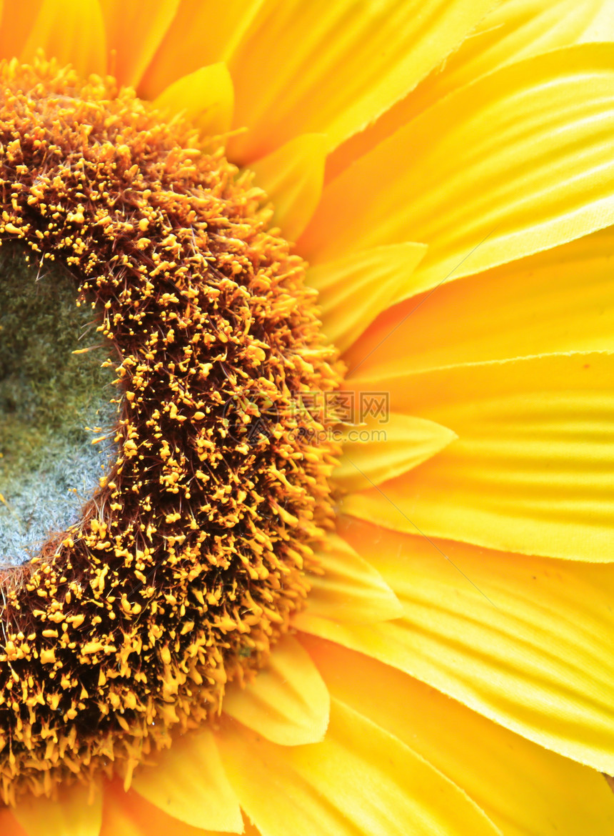 向日葵植物学花园黄色花粉植物群宏观美丽植物园艺雄蕊图片