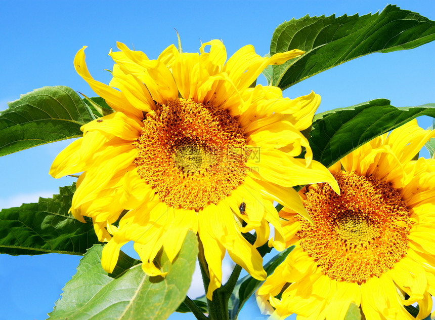 花向日葵草地种子橙子场地种植园晴天植物国家场景生长图片