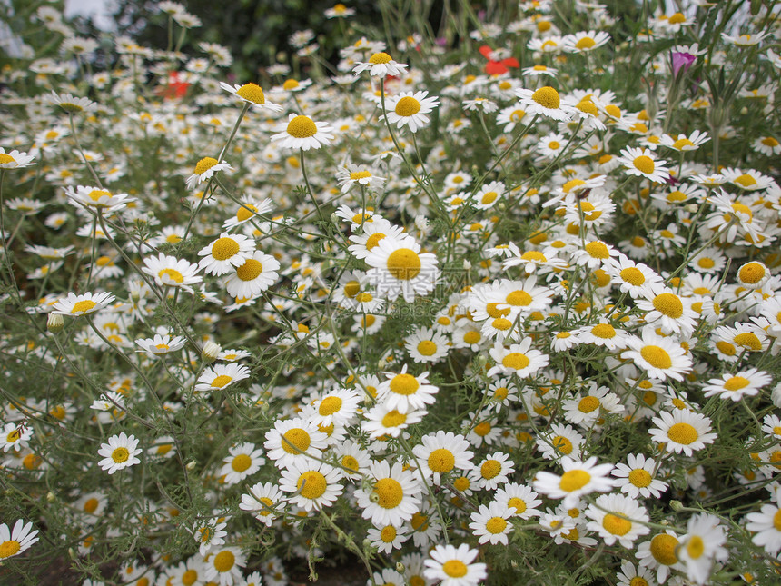 甘菊花植物植被洋甘菊家庭黄色菊科雏菊白色图片