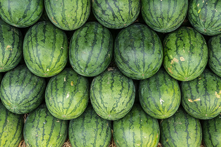 西瓜地素材西瓜小吃农业食物太阳种子水果框架背景