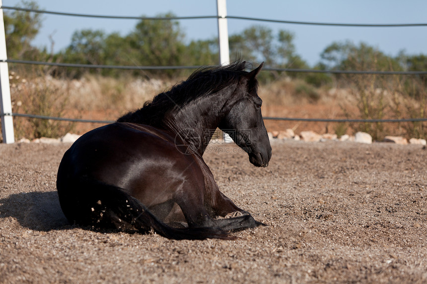 马在户外滚动的马匹中 可口可乐行动动物牧场饲养鬃毛脊椎动物头发哺乳动物天空马术图片