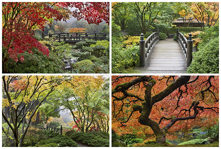 秋山的日式花园背景图片