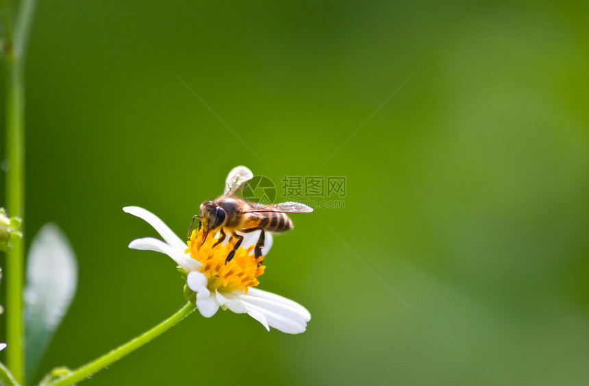蜜蜂翅膀昆虫荒野雏菊花园活力花瓣动物花粉野花图片