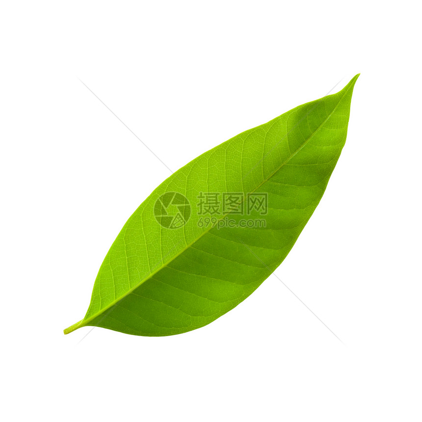 绿叶叶子生长植物群树叶静脉环境草本植物植物生态绿色图片