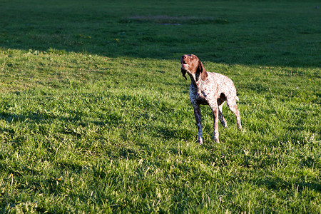 罗兹狗狗叫宠物朋友草地指针哺乳动物毛皮小狗照片犬类公园背景