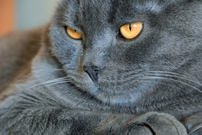 黄眼猫的肖像动物鬓角哺乳动物黄色灰色胡子眼睛条纹胡须蓝色图片