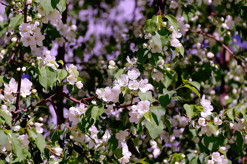 绿色树枝 带白苹果花白色花瓣植物树叶果园叶子图片