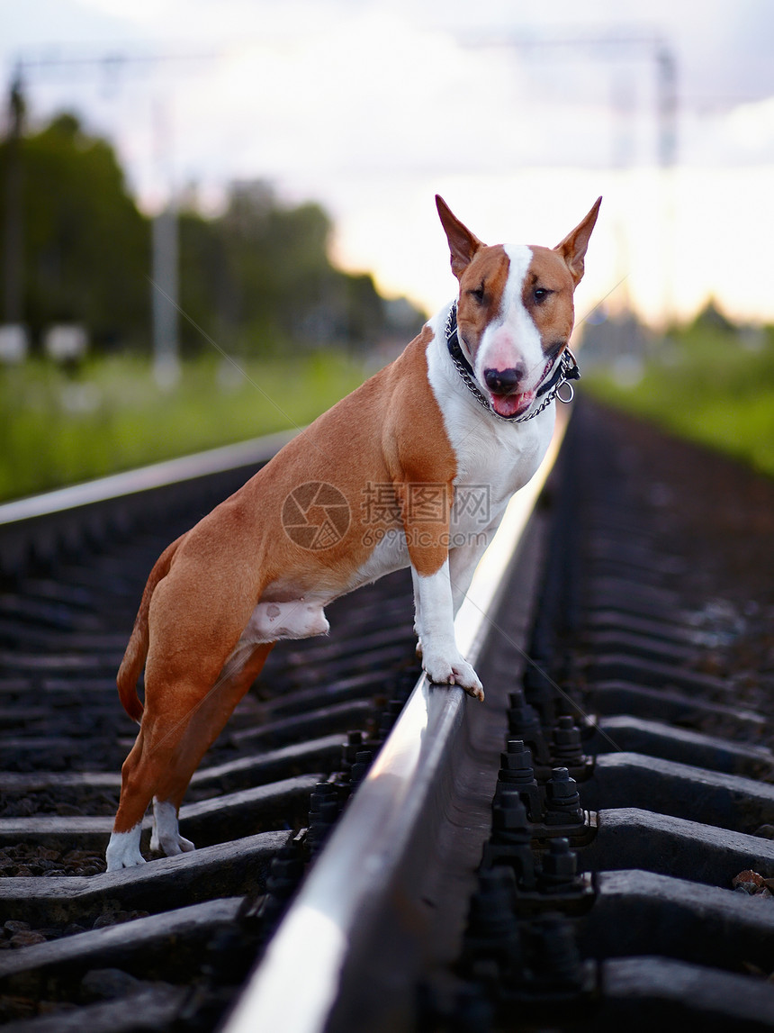 铁轨上的公牛起重机友谊猎犬小狗哺乳动物脊椎动物动物犬类力量英语运输图片