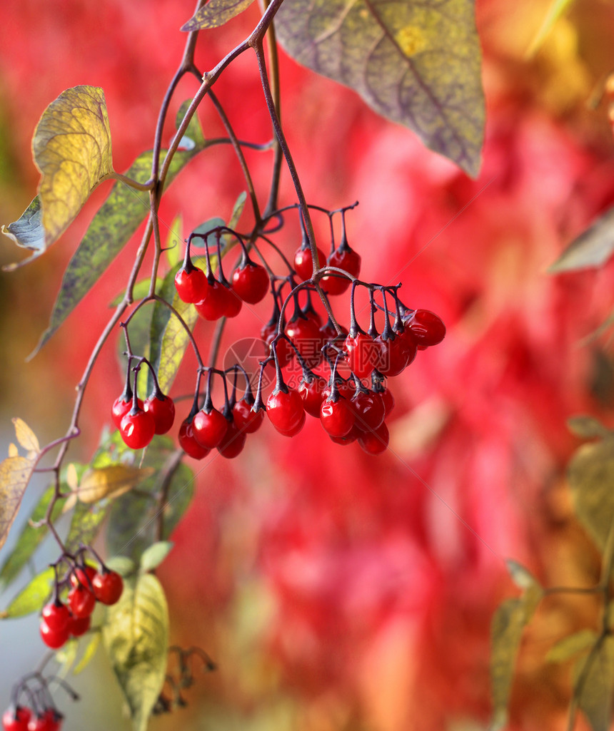 红秋秋莓季节性季节花园植物群红色叶子植物荒野图片