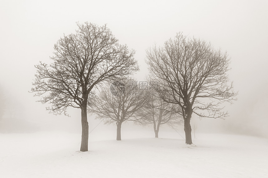 雾中的冬树棕褐色天气场景剪影分支机构白色树干棕色蓝色薄雾图片