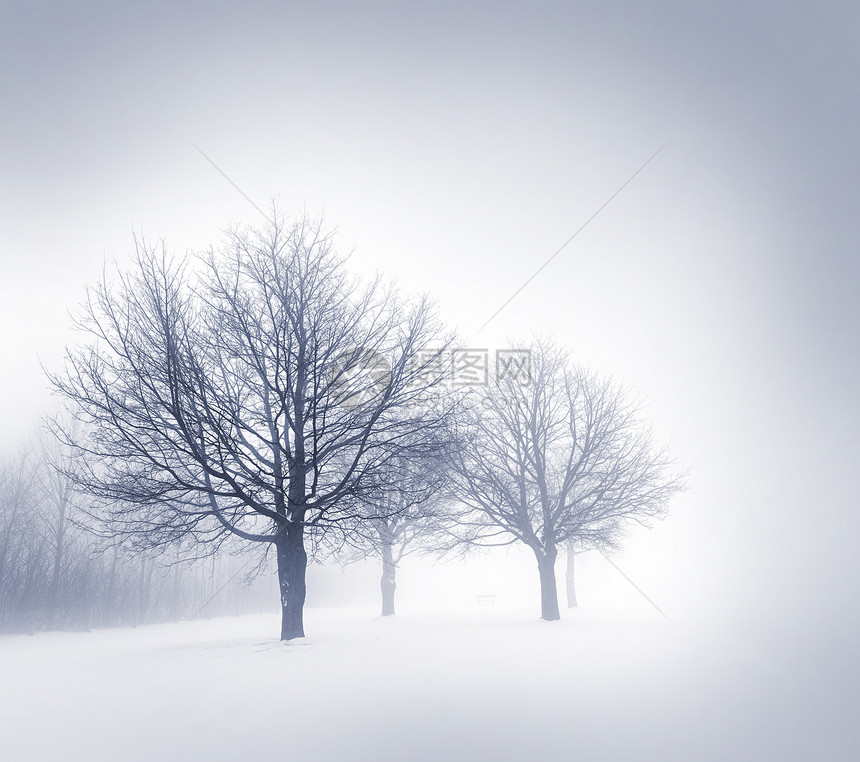 雾中的冬树天气团体风景剪影蓝色多云场景树干薄雾白色图片
