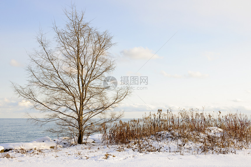 安大略湖冬季海岸森林天空公园风景蓝色支撑树木杂草场景孤独图片