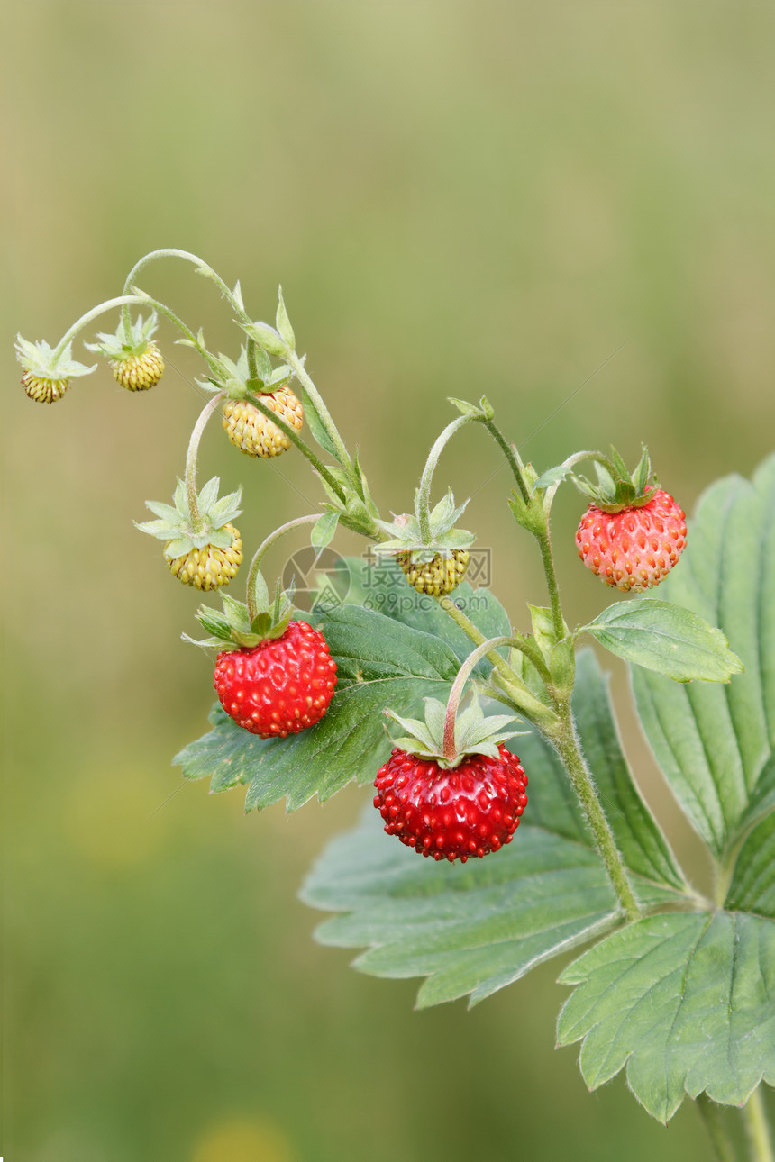 野草莓食物红色植物群浆果荒野绿色水果植物叶子甜点图片