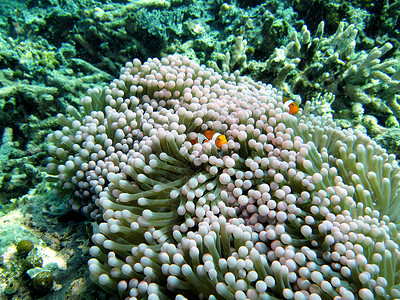 粉色条纹鱼阿内蒙的小丑鱼潜水环境橙子生活珊瑚条纹野生动物热带气候旅行背景