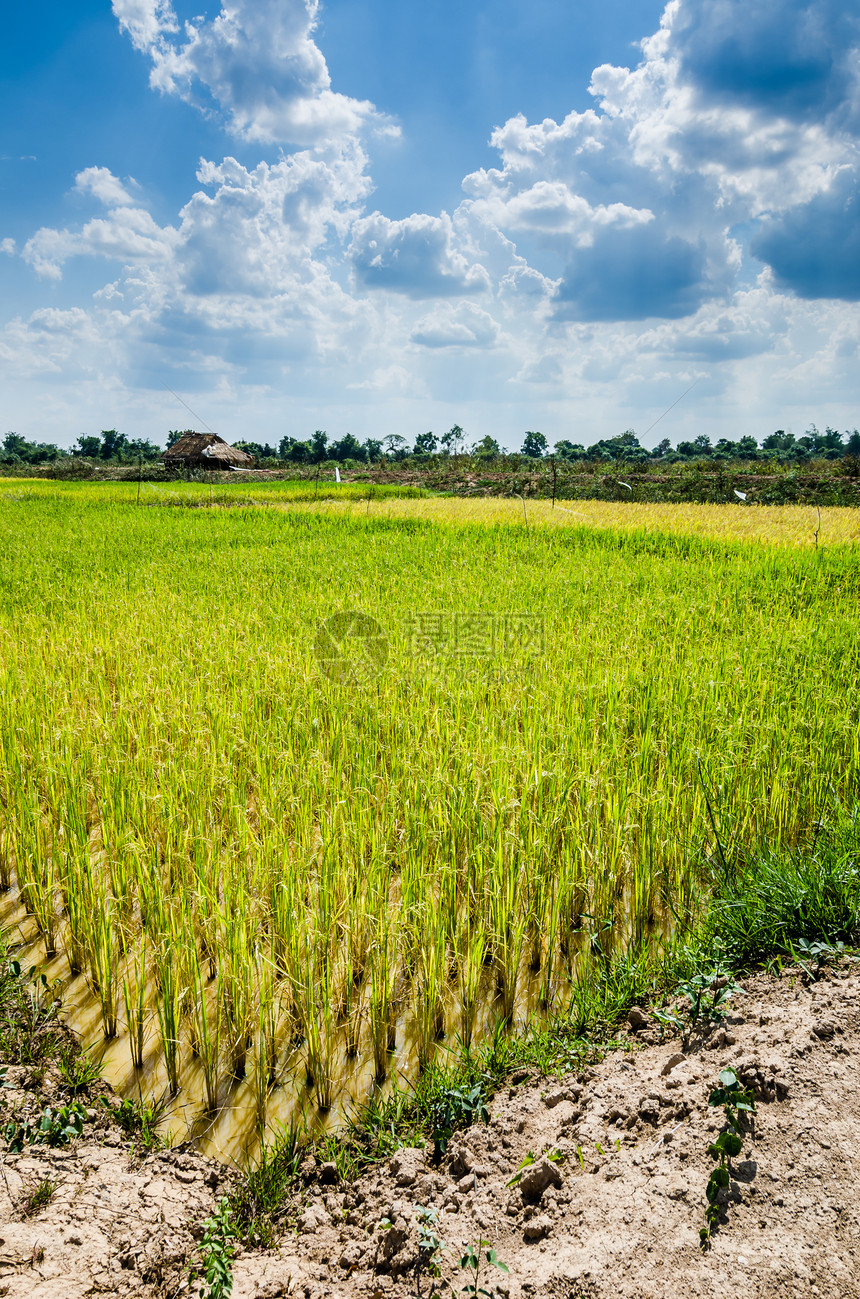 稻米田种子谷物场地稻田生长食物粮食风景乡村天空图片