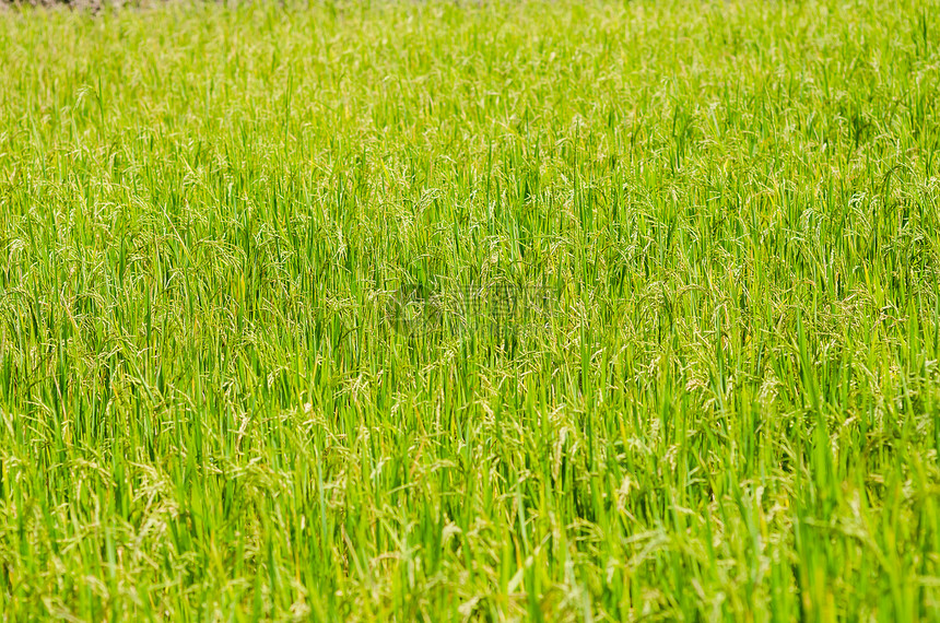 稻米田农场种子绿色生长风景稻田场地食物谷物粮食图片