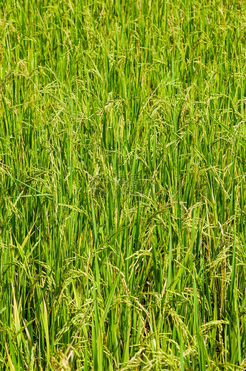 稻米田谷物绿色生长场地粮食农场乡村食物种子风景图片