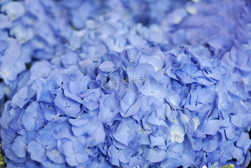 美丽的鲜花收藏生长植物学植物格柏蓝色图片