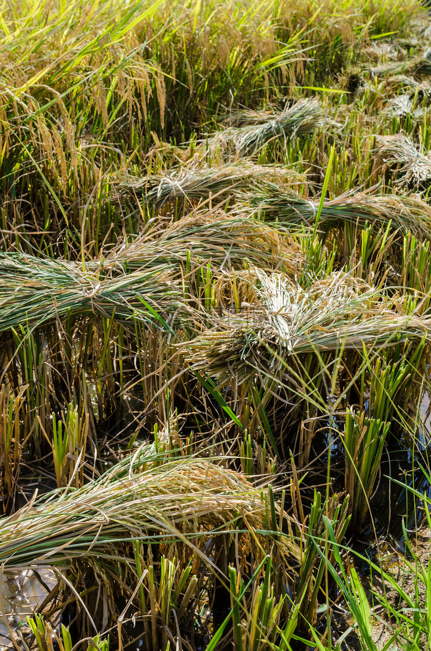 稻米田场地稻田绿色粮食风景食物谷物生长种子农场图片