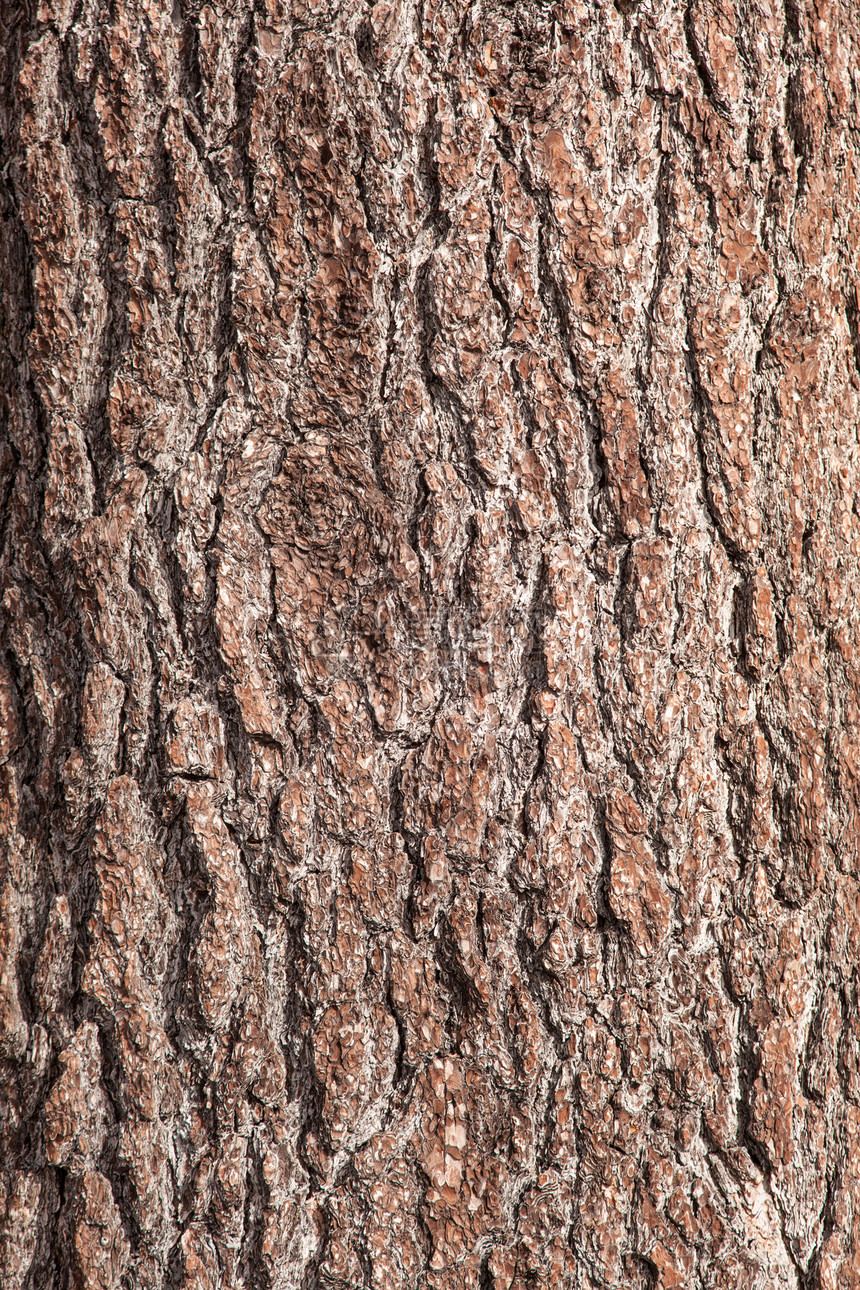 树干材料植物粮食森林木材皮肤环境木头图片