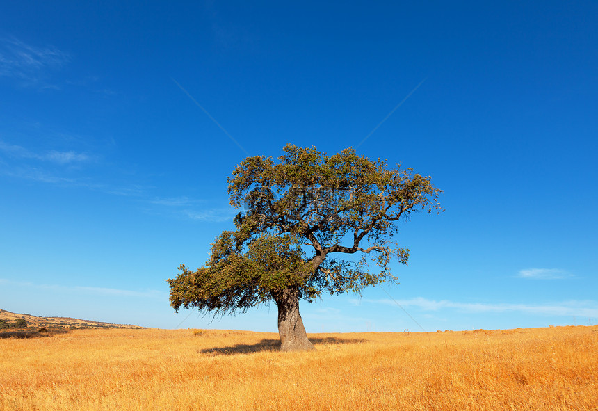 蓝色天空背景的小麦田中的单树土地环境树干农村橡木季节木头叶子生态力量图片