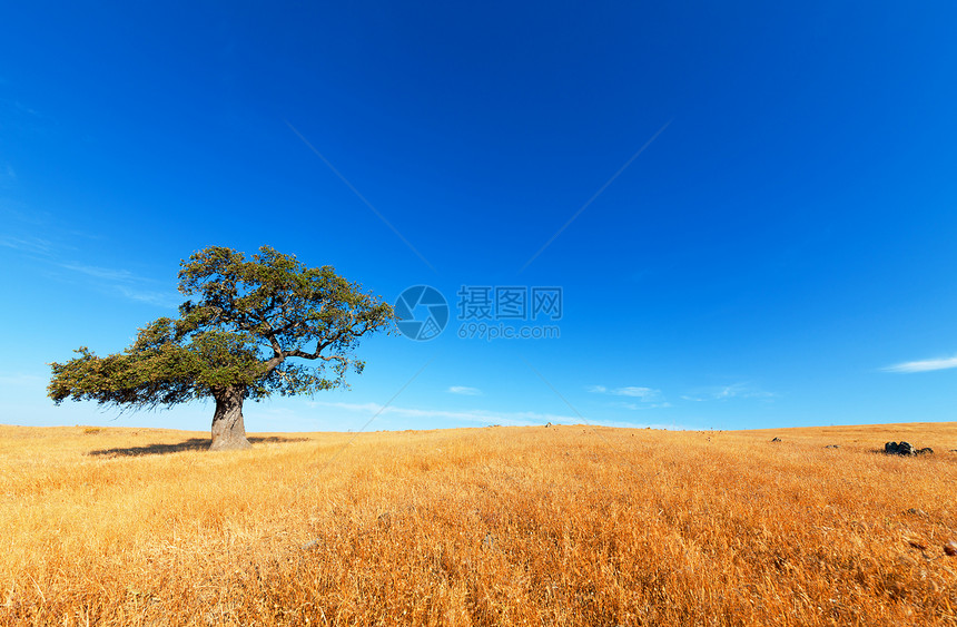 蓝色天空背景的小麦田中的单树草地土地叶子木头地平线季节孤独农村生态风景图片