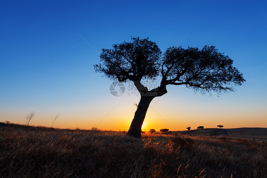 日落背景下小麦田中的单树地平线天空农村土地季节木头风景蓝色树干生态图片