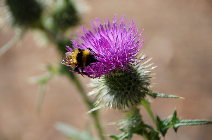 Bumble 蜜蜂在上寻找花蜜图片