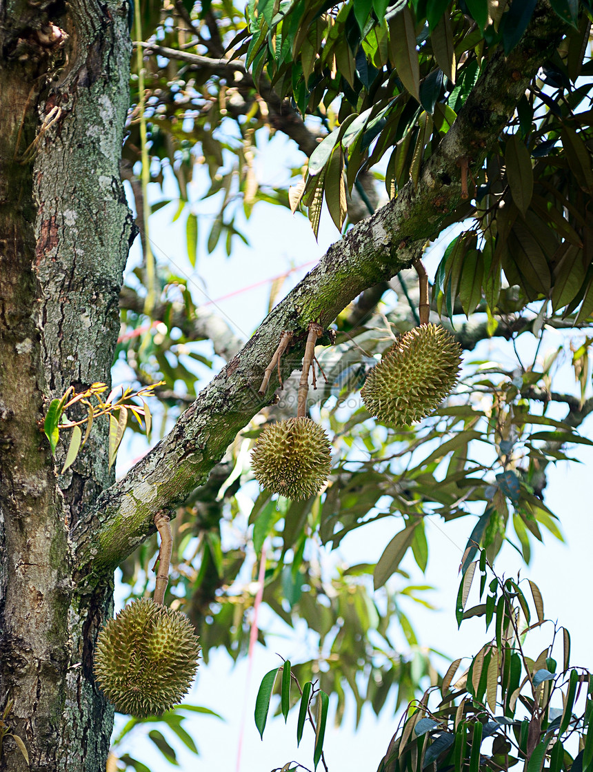 树上的达里安食物情调水果甜点季节榴莲植物异国花园生产图片