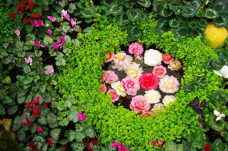 花园中的花朵装饰背景图片