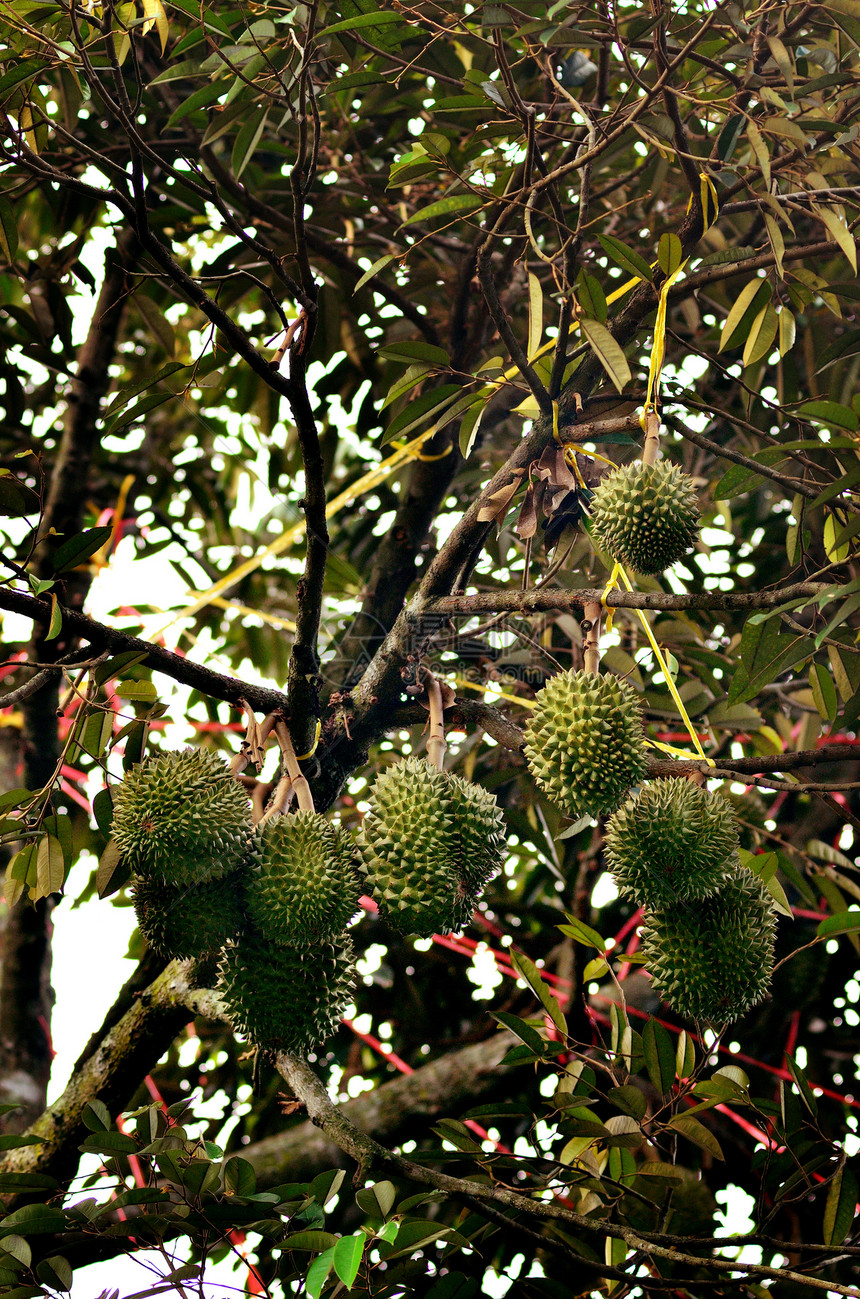 树上的达里安季节异国营养蔬菜甜点国家食物情调植物果园图片