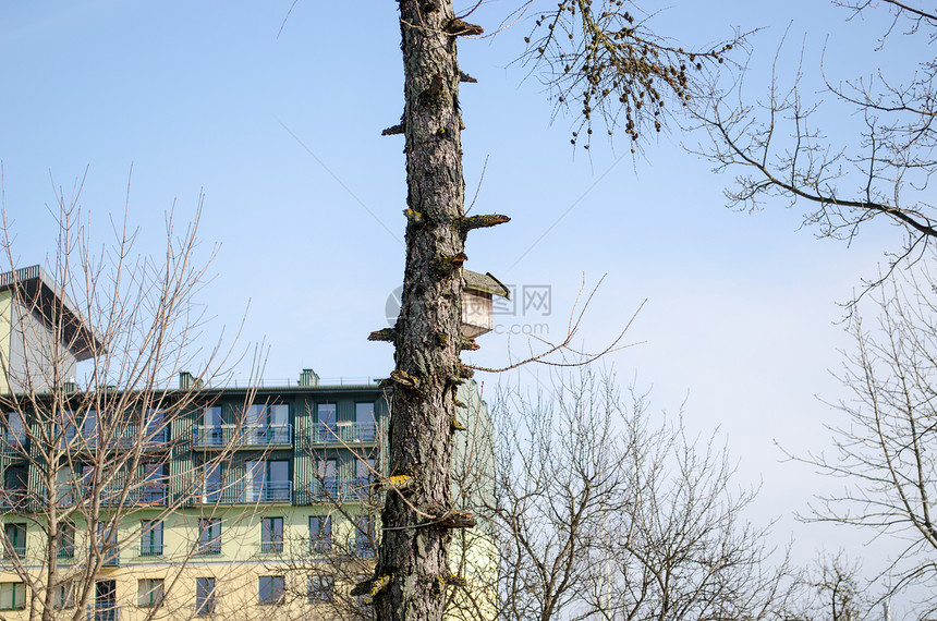 松树树树干在春季第一日筑巢图片