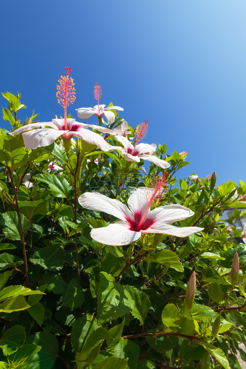蓝色天空背景的美丽的灌木白色花朵图片