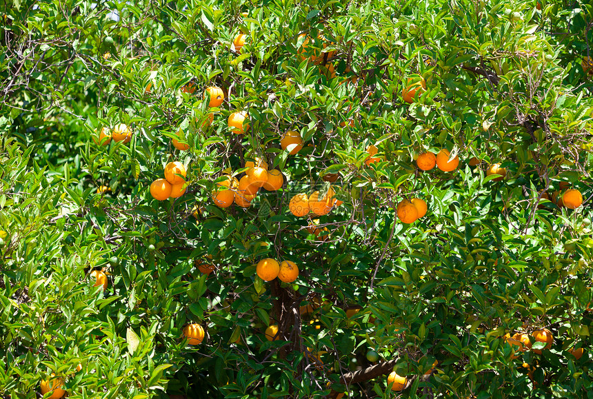 树上新鲜橙子水果图片