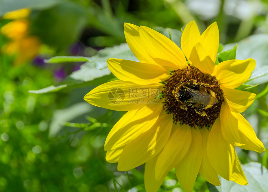 收集蜜蜂植物摄影花瓣草本植物生长熊蜂盆栽花园绿色蜂蜜图片
