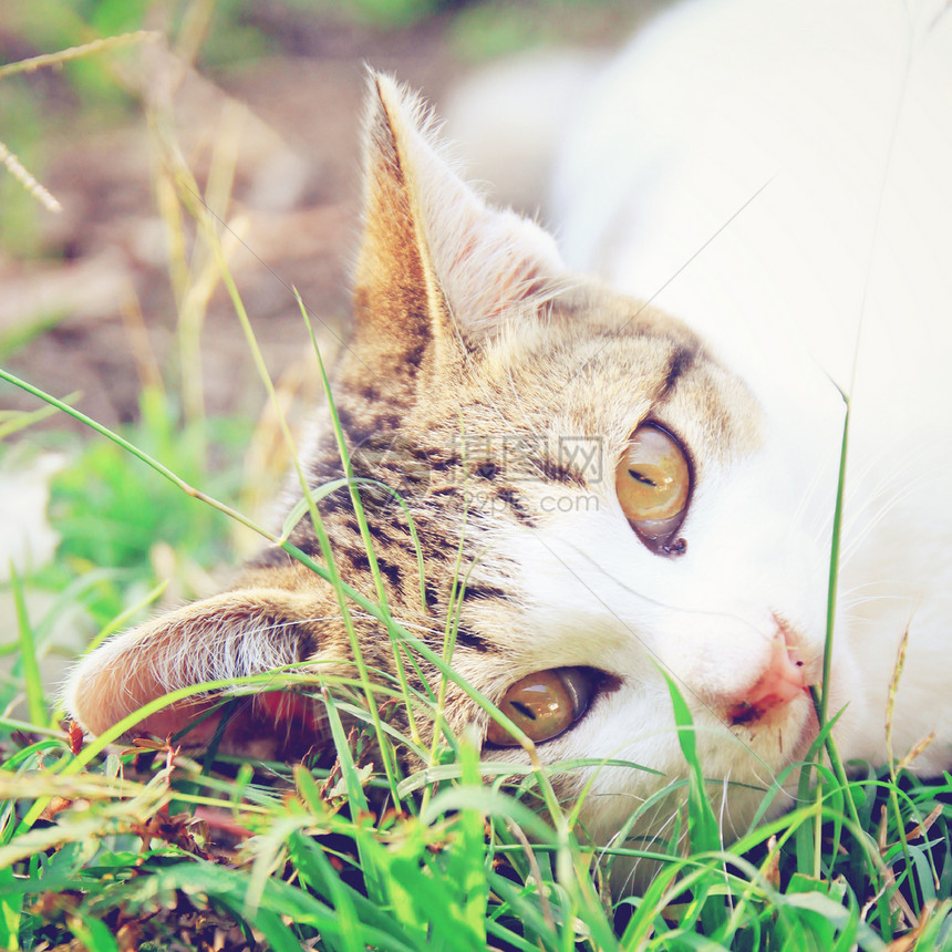 一只猫躺在绿草上 并产生后退过滤效果图片