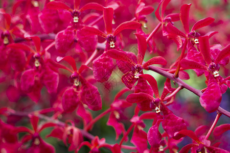 红色兰花植物植物群花瓣高清图片