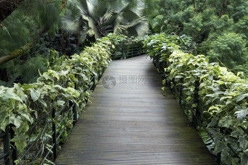 热带热带公园叶子绿色植物园森林植物群边界人行道栅栏热带公园图片