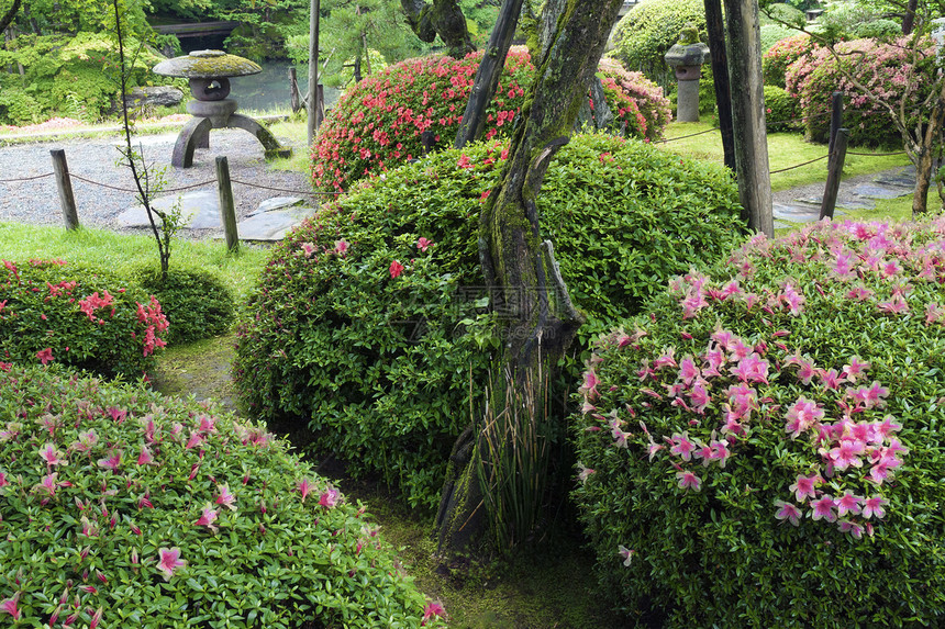 夏日Zen花园图片