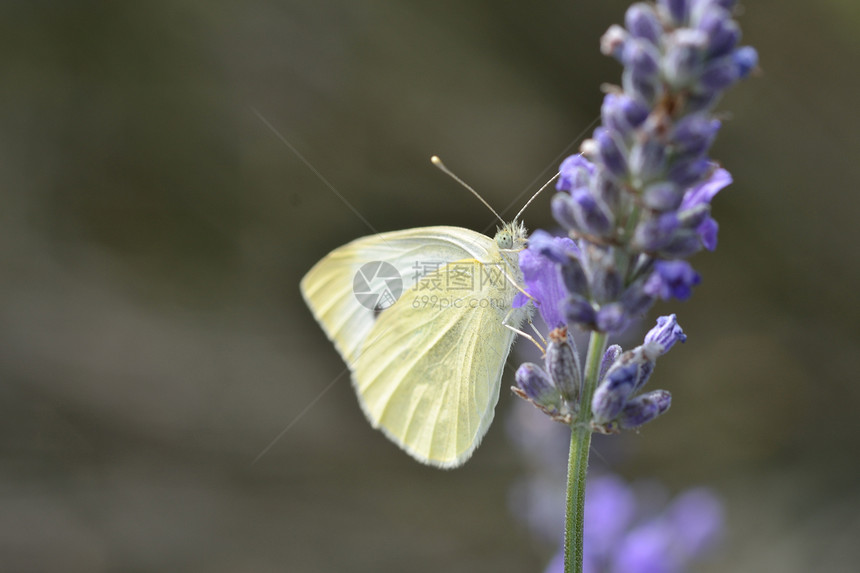 紫花上的小白蝴蝶图片