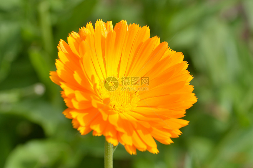 橙色 Dahlia植物花瓣菊花花朵橙子花园雏菊叶子图片