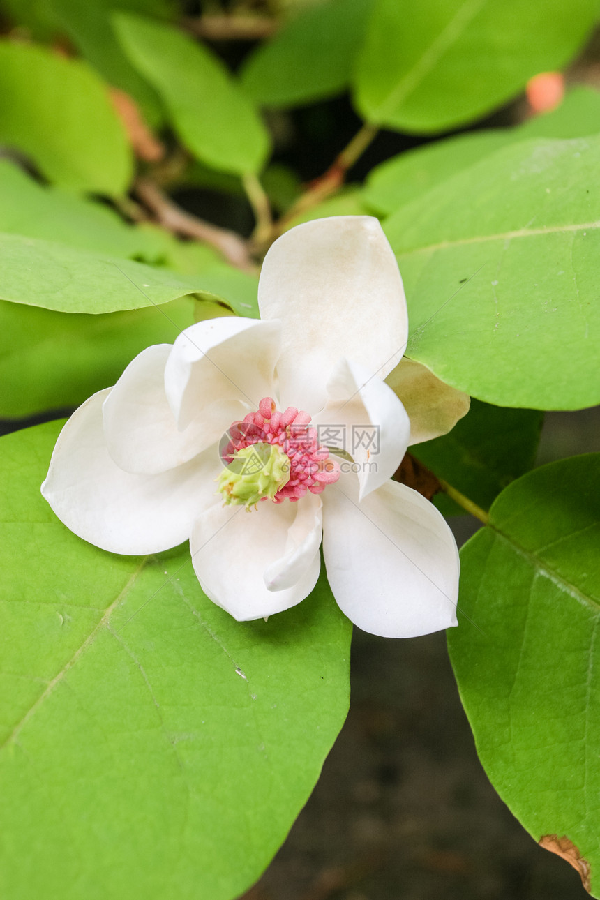 马格努利亚维塞内里语Name花园玉兰白色美丽叶子植物学绿色季节植物群花瓣图片