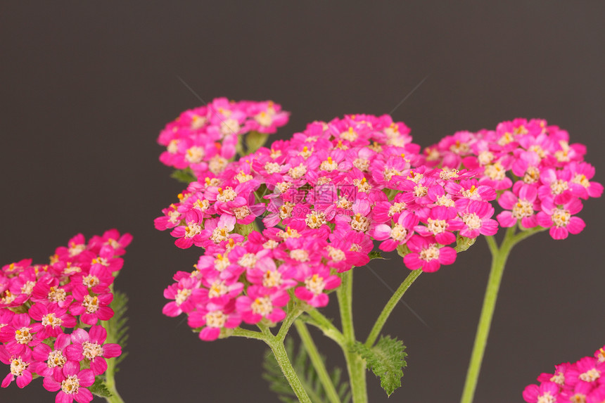 阿基尔粉色花园叶子植物图片