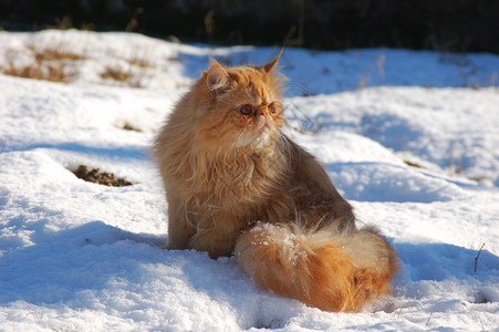 滑雪的猫雪上的吉尔比运动天空下雪猫科动物滑雪乐趣场景哺乳动物荒野猫咪背景