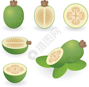 白肉番石榴费乔亚食物树叶团体绿色异国电脑网络情调插图互联网设计图片