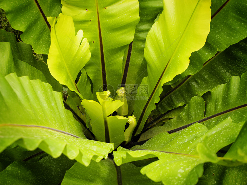 绿假植物生长生态环境叶子花园植物群园艺图片