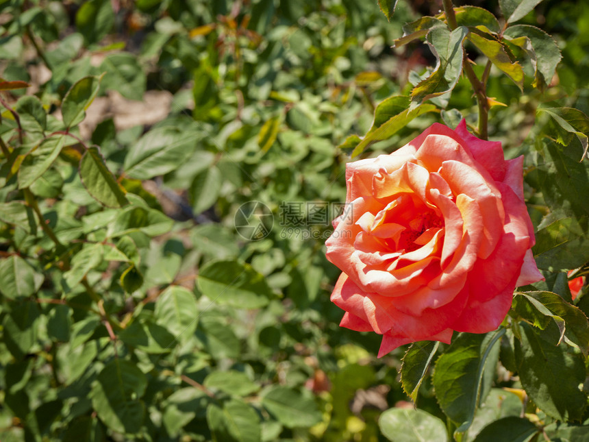 粉红玫瑰粉色绿色植物花园园艺植物群图片